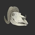 Realistic Detailed Ram Skull With Large Curved Horns On Dark Background