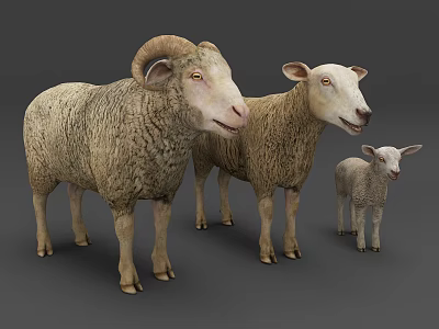 Three Sheep Family Group With Ram Ewe And Lamb On Gray Background 3d model