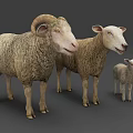 Three Sheep Family Group With Ram Ewe And Lamb On Gray Background