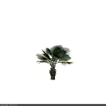 Tall Palm Tree With Broad Green Fronds And Thick Trunk Isolated On Dark Background