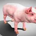 Standing Plump Pink Pig With Prominent Ears Open Mouth And Short Legs On Gray Background