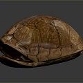 Brown Textured Reptile Turtle Shell Open Displaying Natural Patterns And Inner Surface 3d model