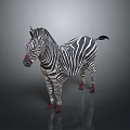 Zebra with Black and White Stripes and Red Hooves Standing on Dark Background with Reflection