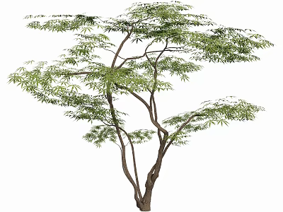 Tall Arbor with Lush Green Leaves and Spreading Branches in Outdoor Space 3d model