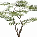 Tall Arbor with Lush Green Leaves and Spreading Branches in Outdoor Space