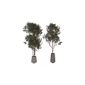 Two Bonsai Potted Trees With Lush Green Foliage In White Planters