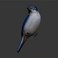 Beautiful Blue and White Bird with Long Beak Standing on Dark Background
