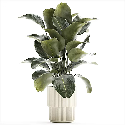 Lush Indoor Arbor With Large Green Leaves In White Decorative Pot 3d model