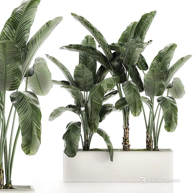 Elegant Decorative Ornament Set with Green Tropical Plants in White Planters 3d model 