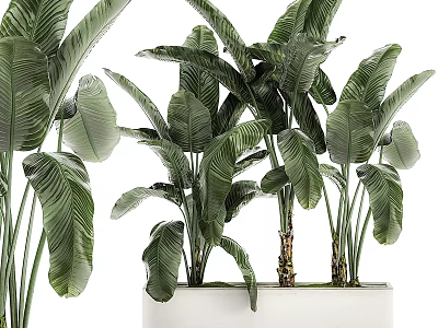 Elegant Decorative Ornament Set with Green Tropical Plants in White Planters 3d model