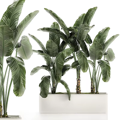 Elegant Decorative Ornament Set with Green Tropical Plants in White Planters 3d model