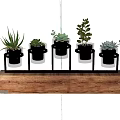 Small Potted Succulent Plants In Glass Containers On Wooden Shelf With Black Stands