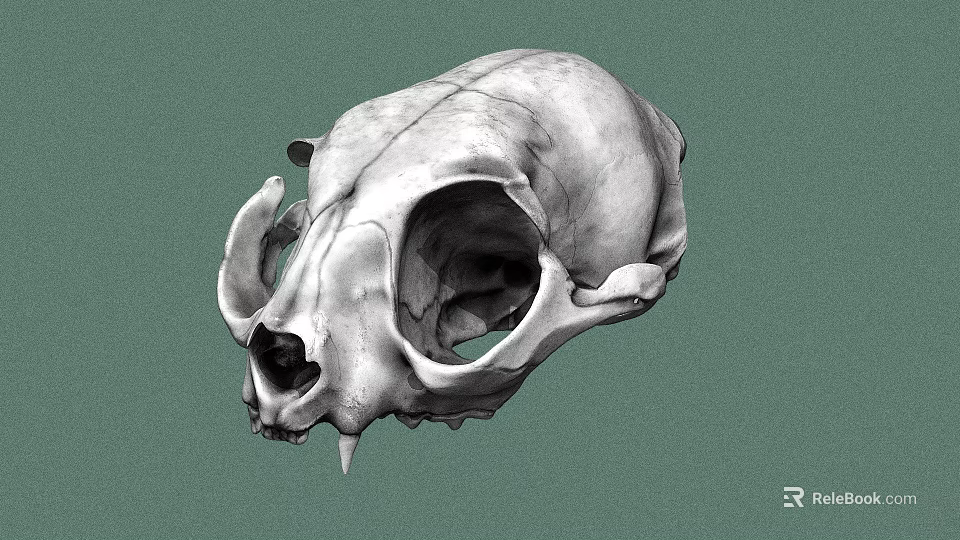 Detailed Animal Skull Anatomical Structure Displayed Against Green Background 3d model