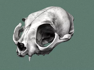Detailed Animal Skull Anatomical Structure Displayed Against Green Background 3d model
