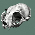 Detailed Animal Skull Anatomical Structure Displayed Against Green Background 3d model
