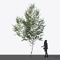 Tall Lush Arbor With Green Leaves And Human Silhouette Standing Beside