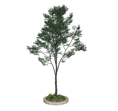 Tall Arbor with Thick Trunk and Lush Green Leaves in Planter with Small Plants 3d model