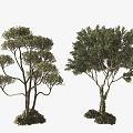 Modern Tree Landscape Tree Combination 3d model