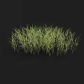 Lush Green Grass Clump Growing On Black Background With Natural Texture