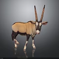 Oryx with Long Curved Horns and Tan White Coat Standing on Black Background