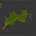 Vibrant Green Spiky Plant Leaf With Yellow Edges On Dark Background