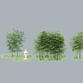 Various Bamboo Clusters With Lush Green Grass And White Decorative Ornament
