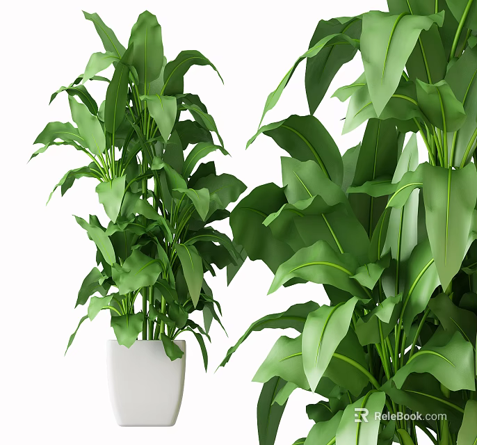 Potted Bonsai Plants with Large Green Leaves in White Ceramic Pots 3d model 