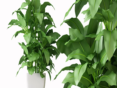 Potted Bonsai Plants with Large Green Leaves in White Ceramic Pots 3d model