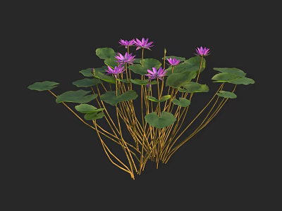 Vibrant Purple Water Lilies With Green Leaves And Yellow Stems On Black Background 3d model