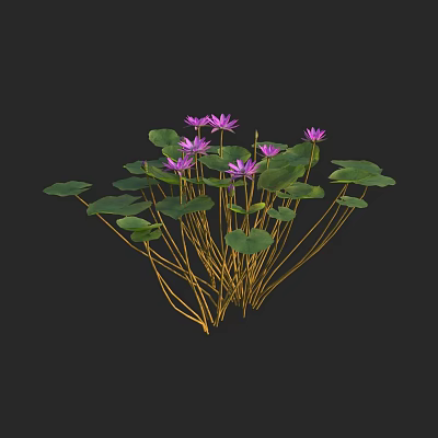 Vibrant Purple Water Lilies With Green Leaves And Yellow Stems On Black Background 3d model
