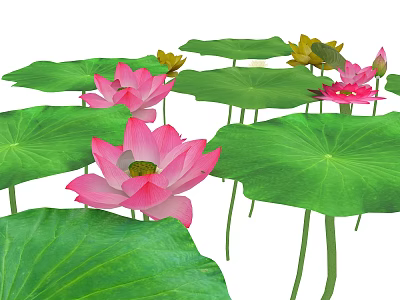 Beautiful Vibrant Pink Lotus Flowers With Green Leaves In Natural Scene 3d model