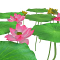 Beautiful Vibrant Pink Lotus Flowers With Green Leaves In Natural Scene