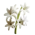 White Star Shaped Flowers With Green Stem And Multiple Gathered Blooms