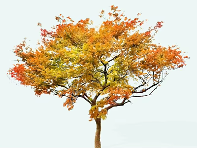 Beautiful Autumn Tree With Vibrant Orange Yellow Green Leaves And Brown Trunk 3d model