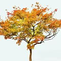 Beautiful Autumn Tree With Vibrant Orange Yellow Green Leaves And Brown Trunk