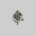 Lush Green Leafy Tree With White Trunk And Human Silhouette For Scale