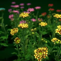 Colorful flowering plants with various colored blooms stems and leaves on green background