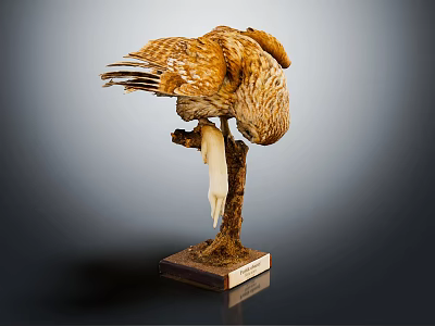 Stuffed Flying Bird Taxidermy Perched On Branch With Wooden Display Base 3d model