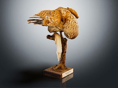 Modern Owl model