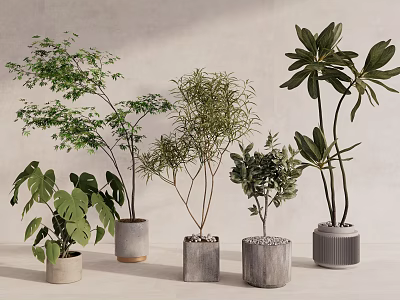 Stylish Indoor Potted Bonsai Plants With Various Leaf Shapes And Decorative Pots 3d model