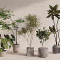 Stylish Indoor Potted Bonsai Plants With Various Leaf Shapes And Decorative Pots