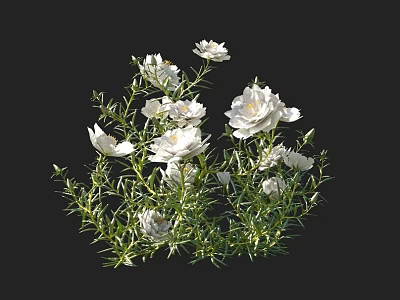 Beautiful White Flowers With Fresh Green Leaves Against Black Background For Decorative Use 3d model