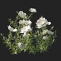 Beautiful White Flowers With Fresh Green Leaves Against Black Background For Decorative Use
