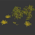 Natural Green Plants with Various Sizes and Different Shapes on White Background