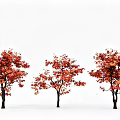 Three Autumn Trees With Red And Orange Leaves On White Background