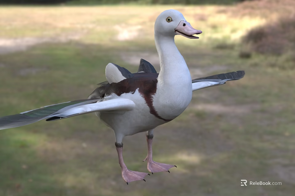 A Duck with Spread Wings Standing On Grassland Outdoor Natural Setting 3d model 