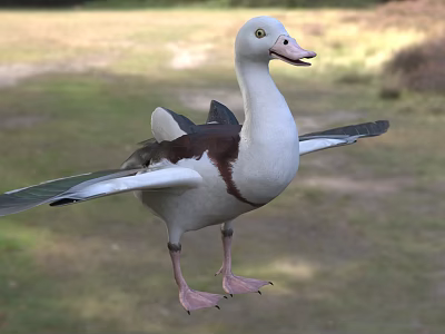 A Duck with Spread Wings Standing On Grassland Outdoor Natural Setting 3d model