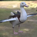 A Duck with Spread Wings Standing On Grassland Outdoor Natural Setting