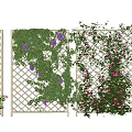 Climbing Vines Growing On Lattice Fence With Purple Pink Flowers And Green Leaves
