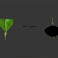 Three Vibrant Green Leaves Displayed With Reflection On Dark Background